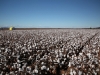 cotton-harvest_107x