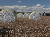 cotton-harvest_154x