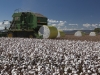 cotton-harvest_205x